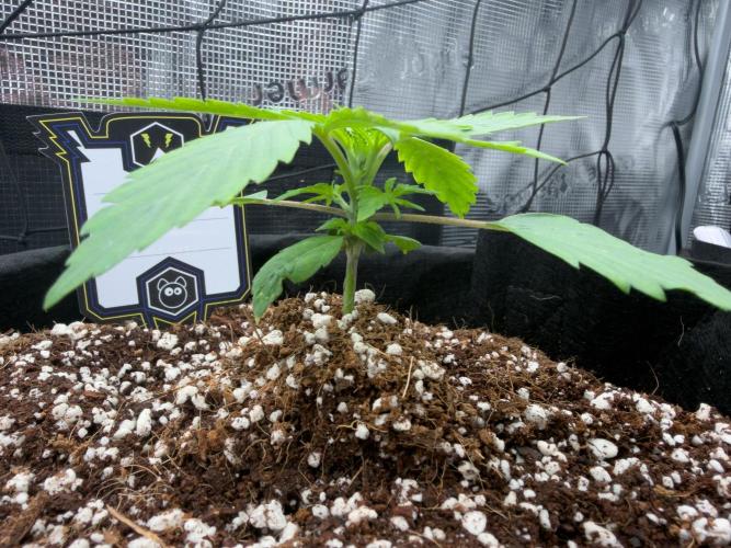 Sundae Thumper. Week 3