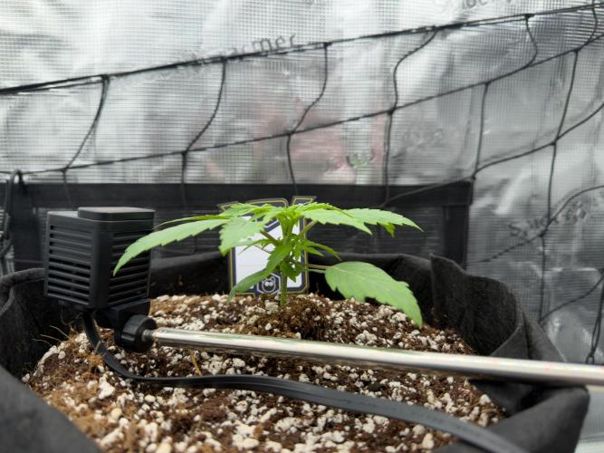 Sundae Thumper. Week 3