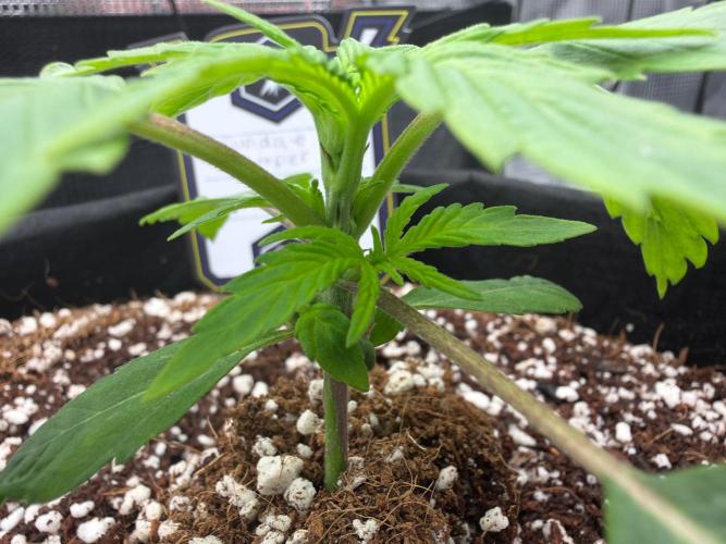 Sundae Thumper. Week 3