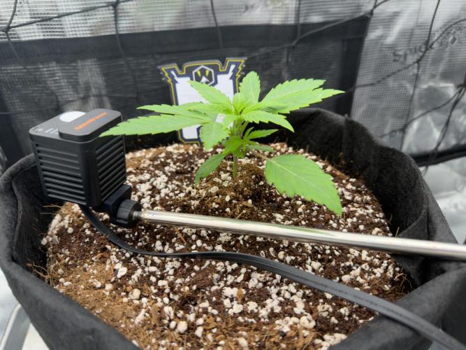 Sundae Thumper. Week 3