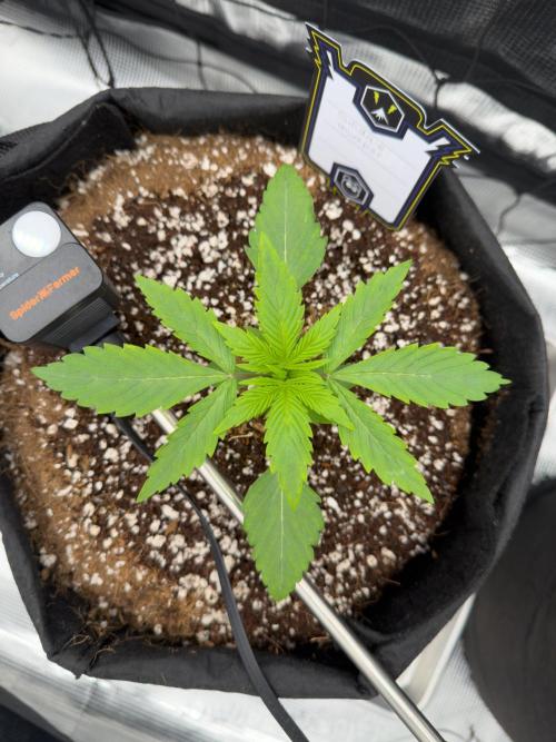 Sundae Thumper. Week 3
