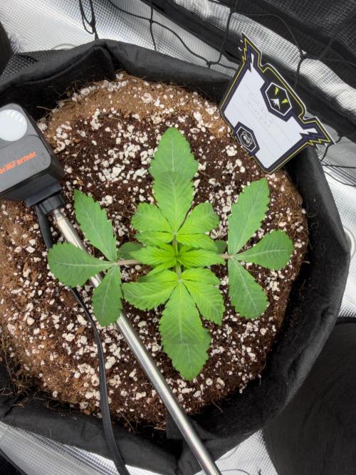 Sundae Thumper. Week 3