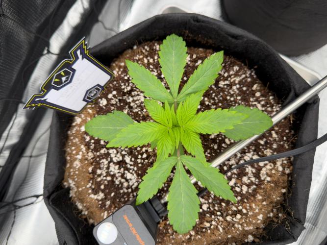 Sundae Thumper. Week 3
