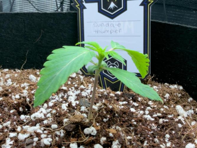 Sundae Thumper. Week 3