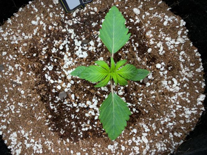 Sundae Thumper. Week 3