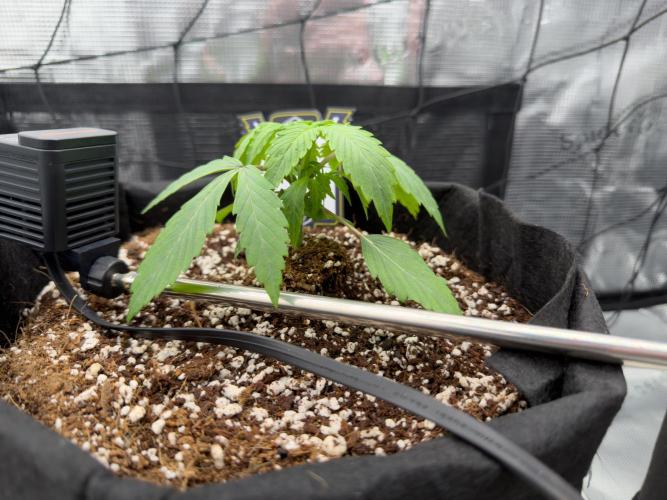 Sundae Thumper. Week 3