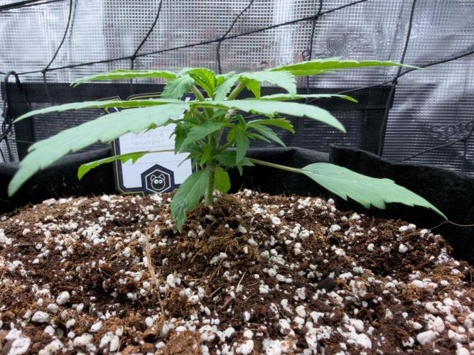 Sundae Thumper. Week 3