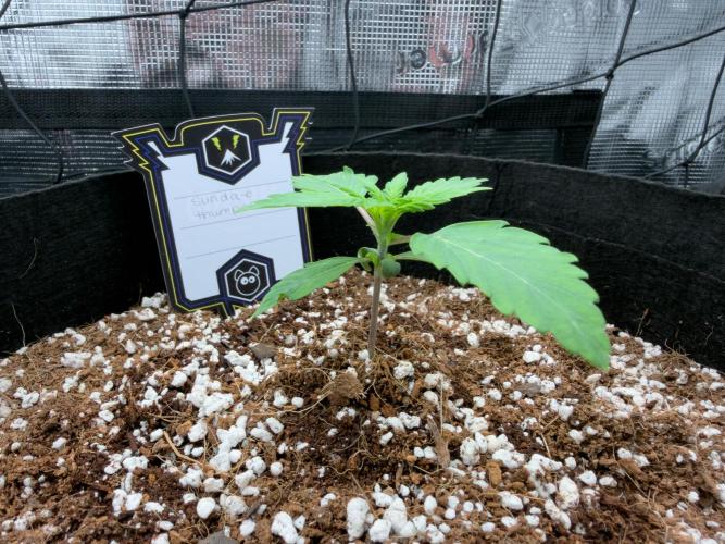 Sundae Thumper. Week 3