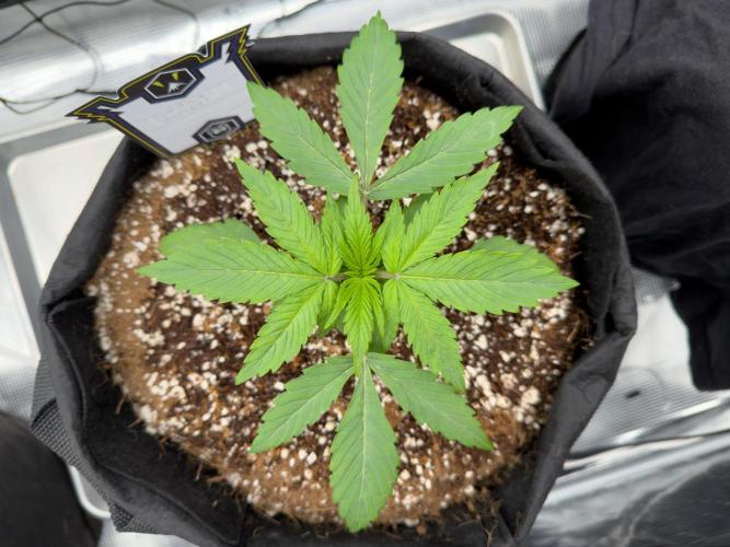 Sundae Thumper. Week 3