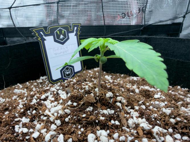Sundae Thumper. Week 3