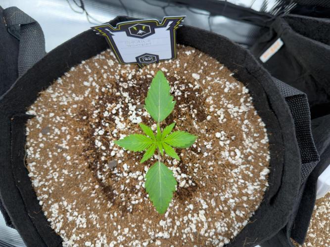 Sundae Thumper. Week 3