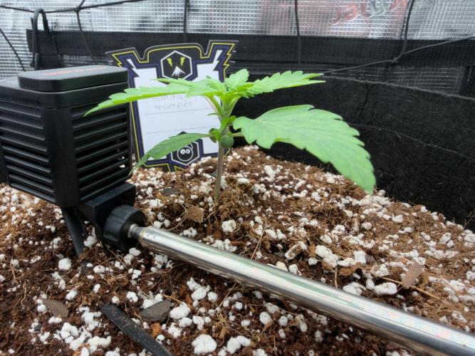 Sundae Thumper. Week 3