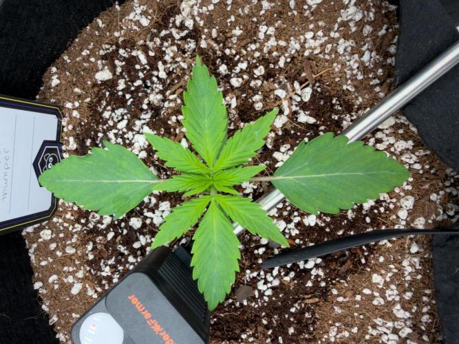Sundae Thumper. Week 3