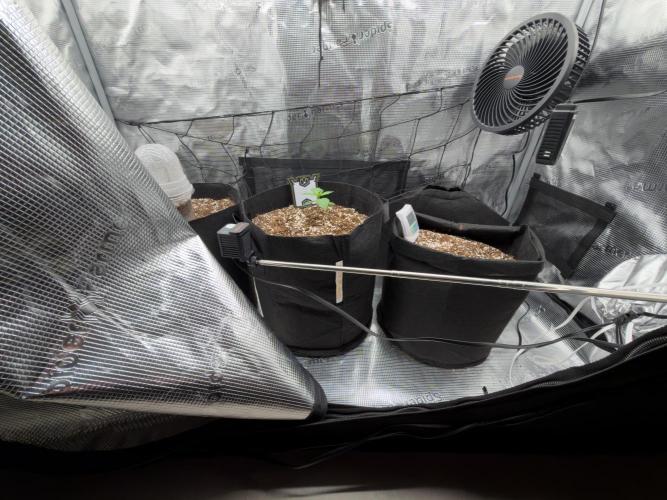 Sundae Thumper. Week 3