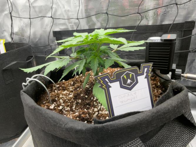 Sundae Thumper. Week 4