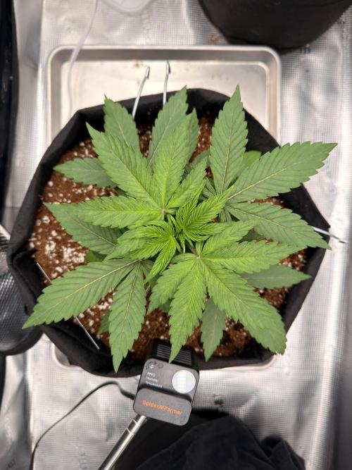 Sundae Thumper. Week 4