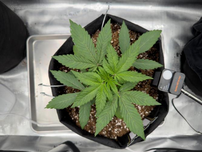 Sundae Thumper. Week 4