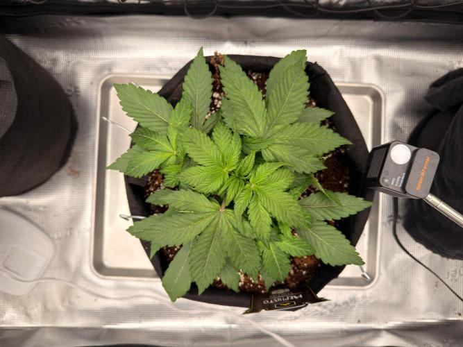 Sundae Thumper. Week 4