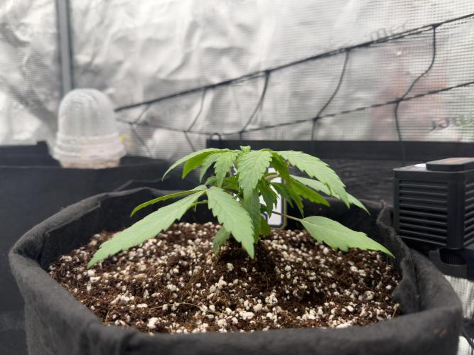 Sundae Thumper. Week 4