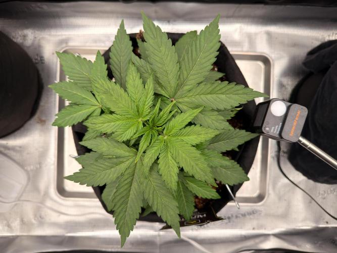 Sundae Thumper. Week 4