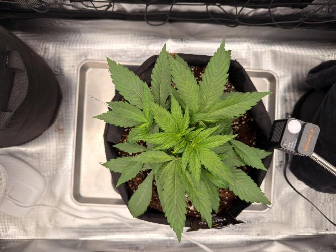 Sundae Thumper. Week 4