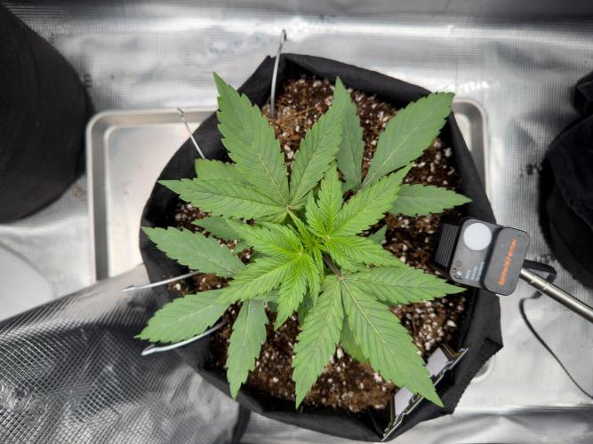 Sundae Thumper. Week 4
