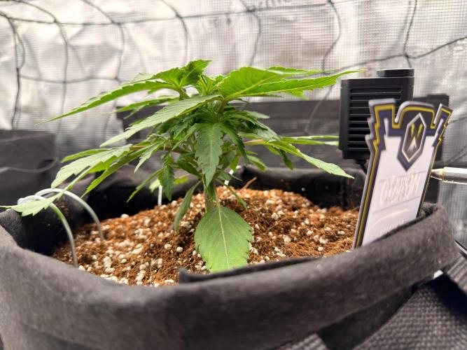 Sundae Thumper. Week 4