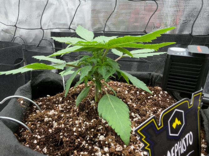 Sundae Thumper. Week 4