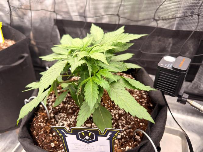 Sundae Thumper. Week 4