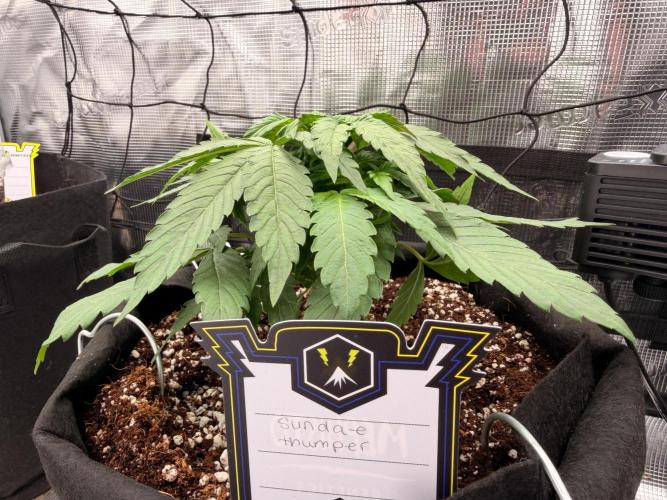Sundae Thumper. Week 4