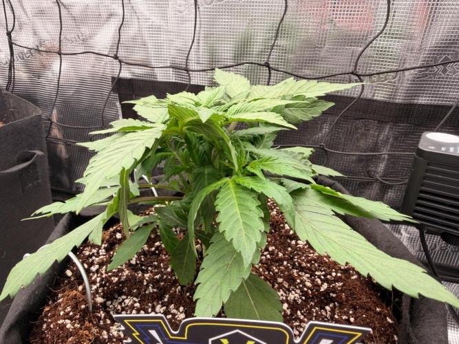 Sundae Thumper. Week 4