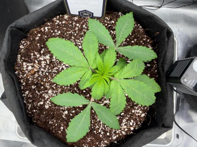 Sundae Thumper. Week 4