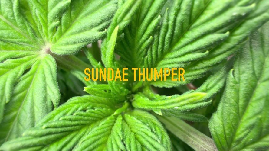 Sundae Thumper