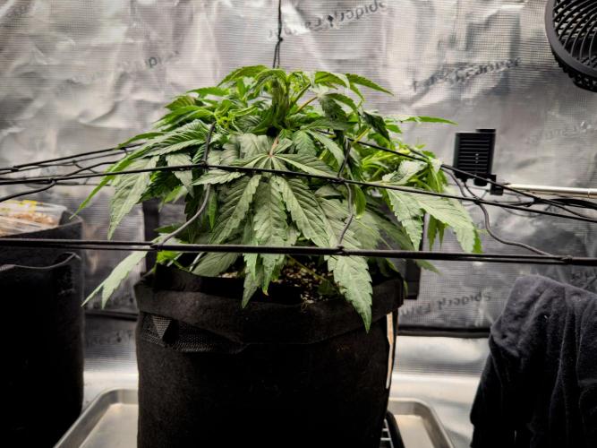 Sundae Thumper. Week 5