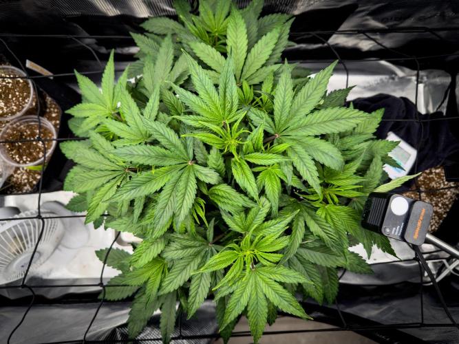 Sundae Thumper. Week 5