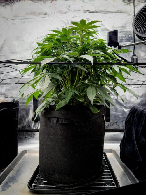 Sundae Thumper. Week 5