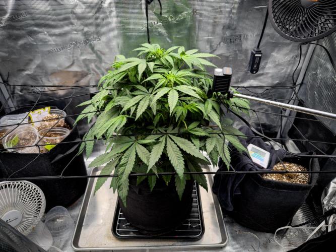 Sundae Thumper. Week 5