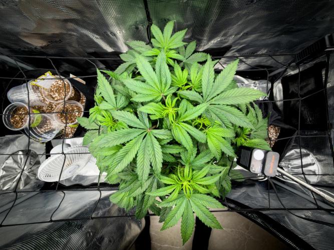 Sundae Thumper. Week 5