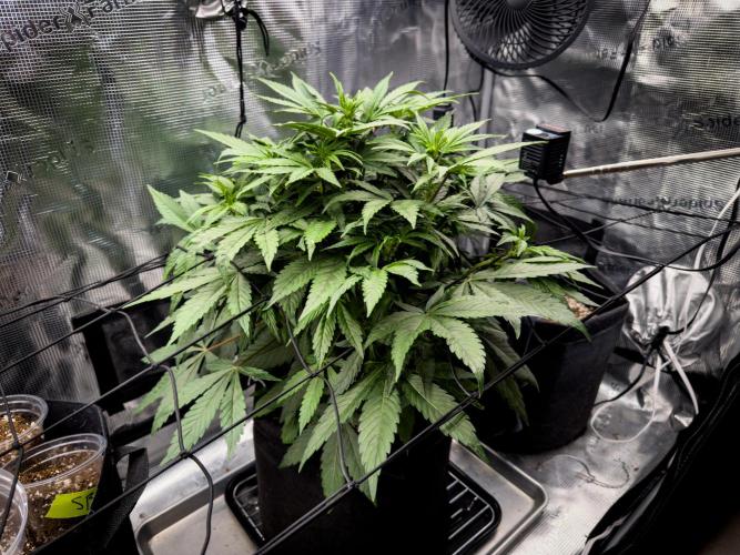 Sundae Thumper. Week 5