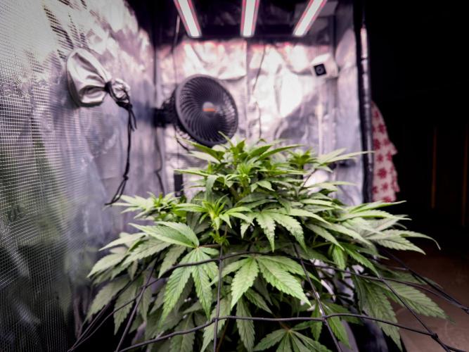 Sundae Thumper. Week 5