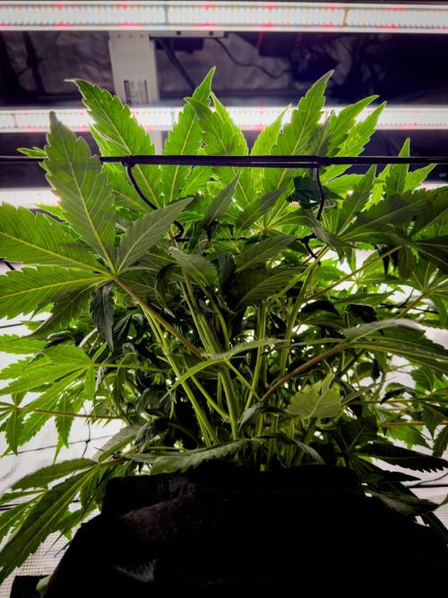 Sundae Thumper. Week 5