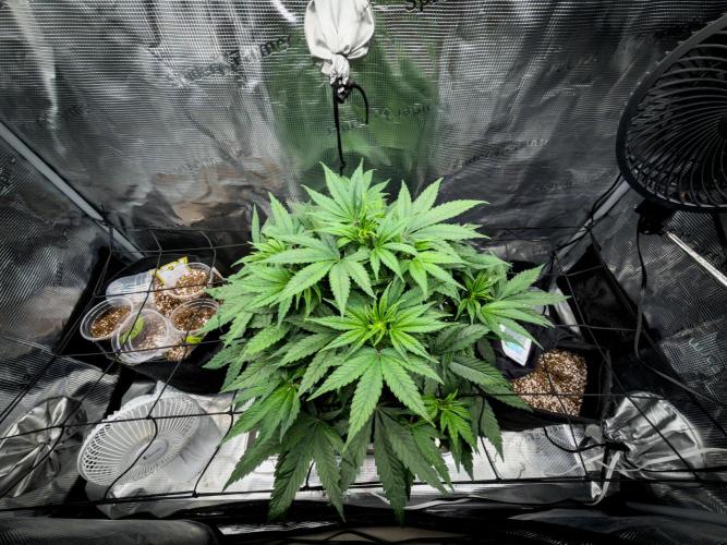Sundae Thumper. Week 5