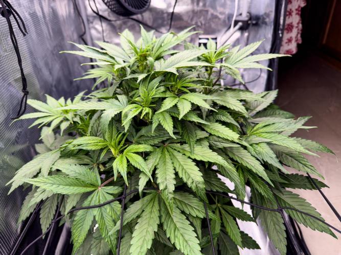 Sundae Thumper. Week 5
