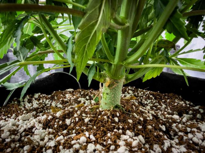 Sundae Thumper. Week 5