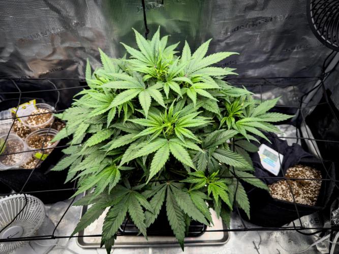 Sundae Thumper. Week 5