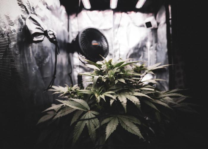 Sundae Thumper. Week 5