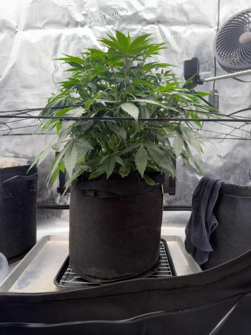 Sundae Thumper. Week 6
