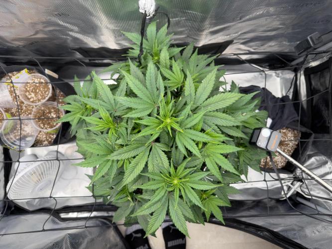 Sundae Thumper. Week 6