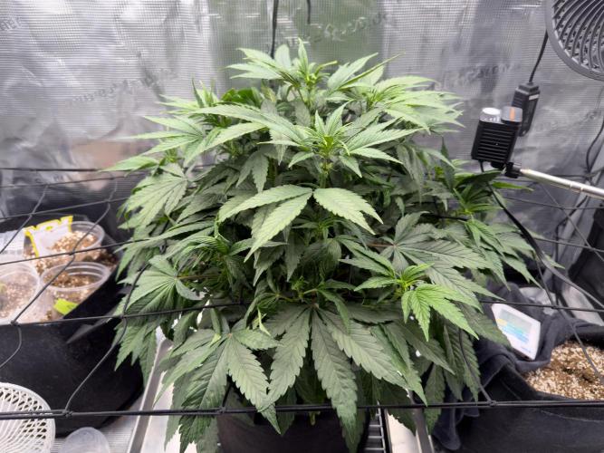 Sundae Thumper. Week 6