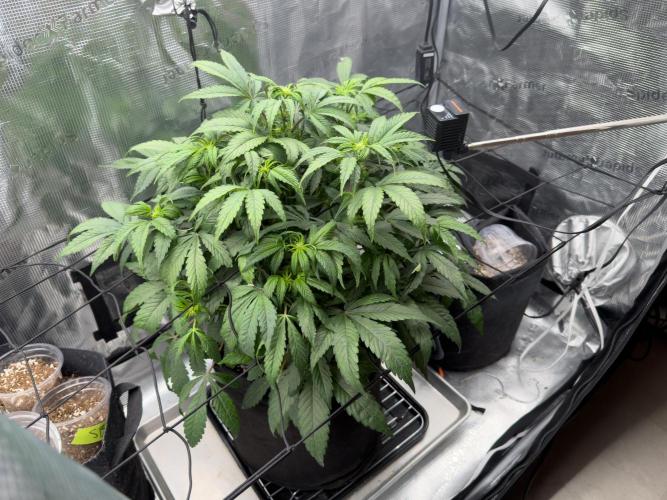 Sundae Thumper. Week 6